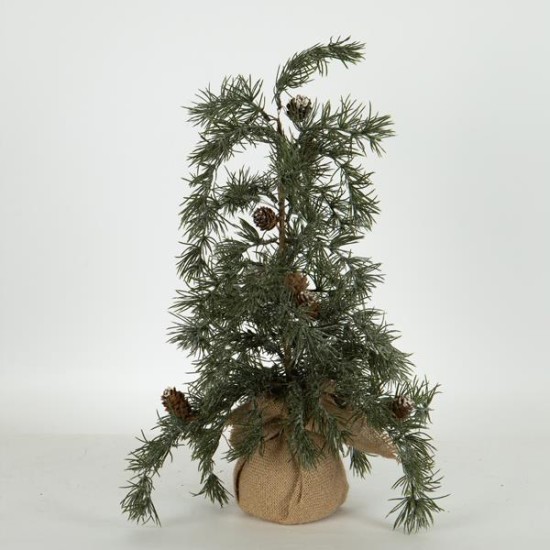 ΔΕΝΤΡΑΚΙ ΙΤΙΑ, 54cm ΔΕΝΤΡΑΚΙ ΙΤΙΑ, 54cm